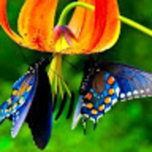 Meet your Posher, Marla